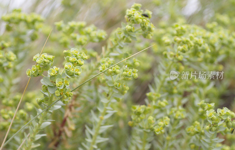 海潮(Euphorbia paralias)